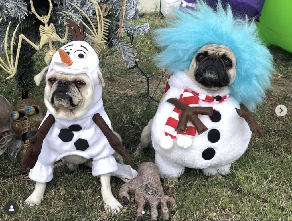 dogs dressed up like Olaf and Jack Frost